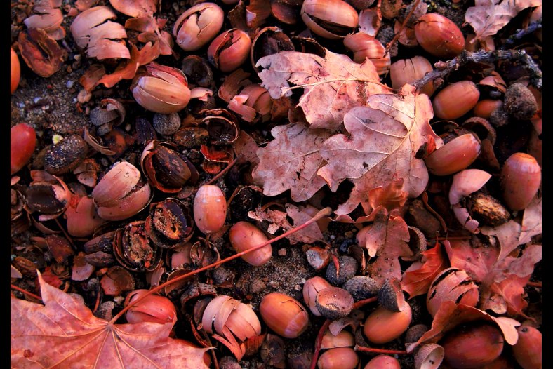 Oak nuts
